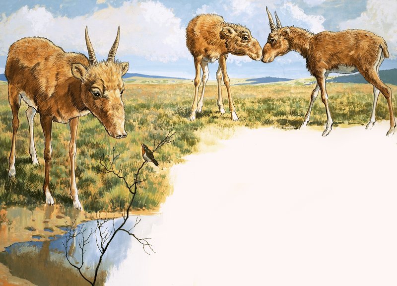 Antilope Saïga - English School