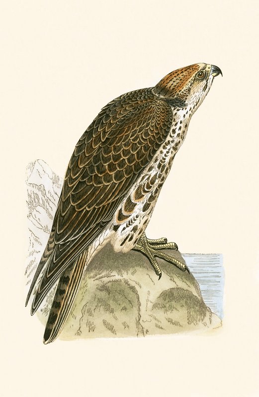 Faucon sacre, illustration de 