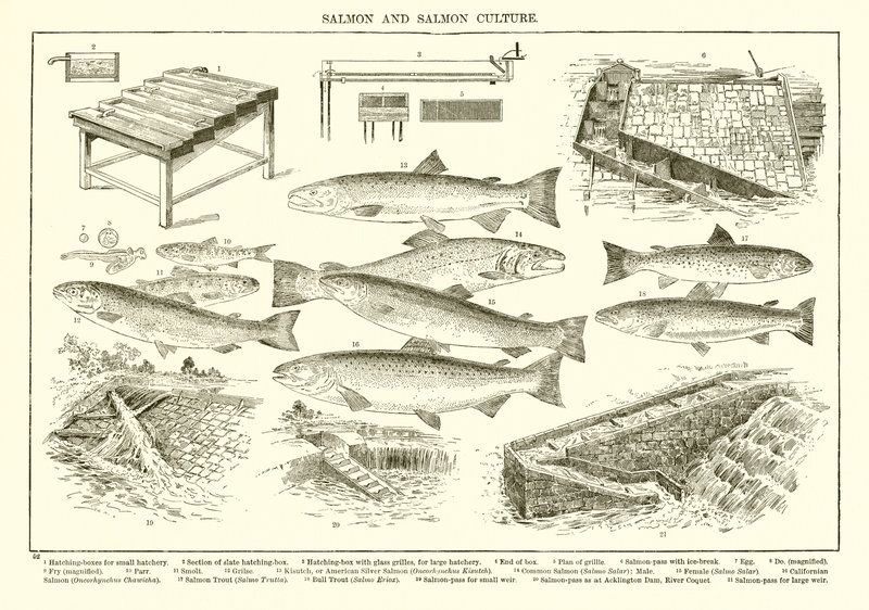 Saumon et culture du saumon - English School
