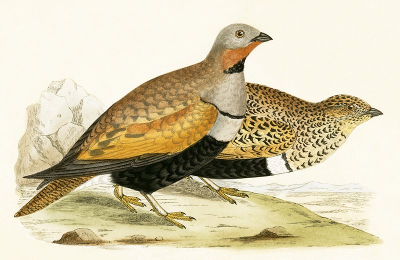 Ganga, illustration de 