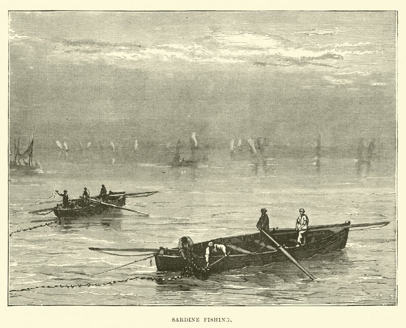 Pêche à la sardine - English School
