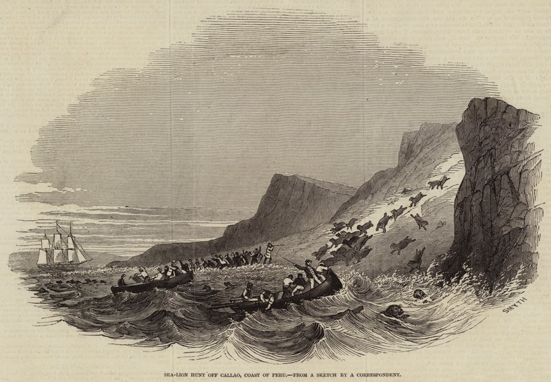 Chasse au lion de mer au large de Callao, côte du Pérou (gravure) - English School