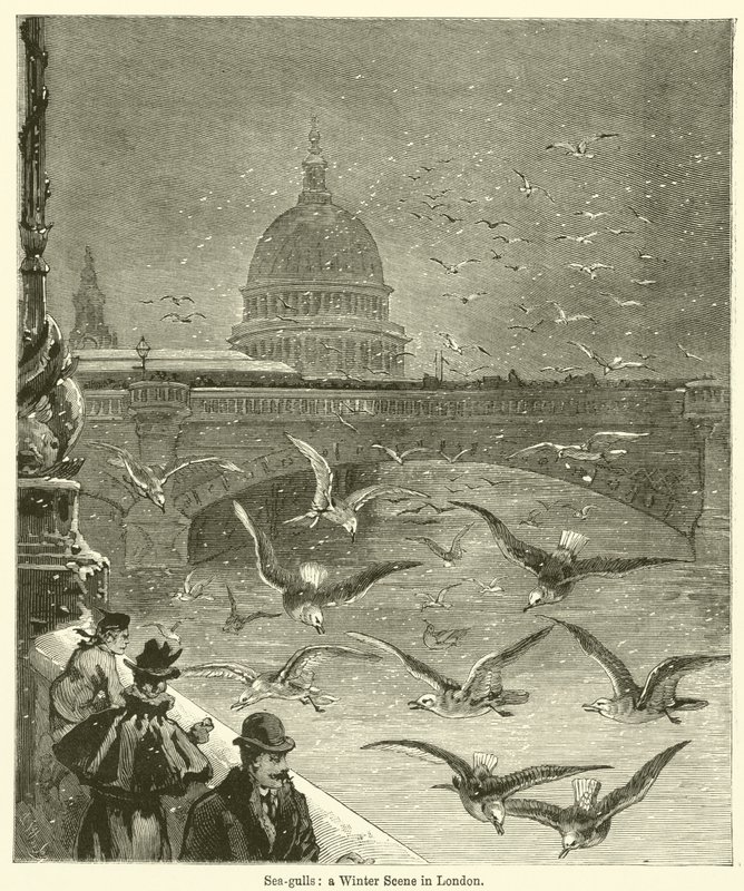 Mouettes, une scène d
