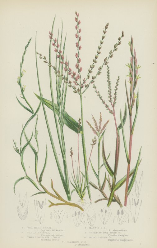 Herbe dure de mer, Knappia précoce, Spartine à deux épis, Spartine à nombreux épis, Chiendent rampant - English School