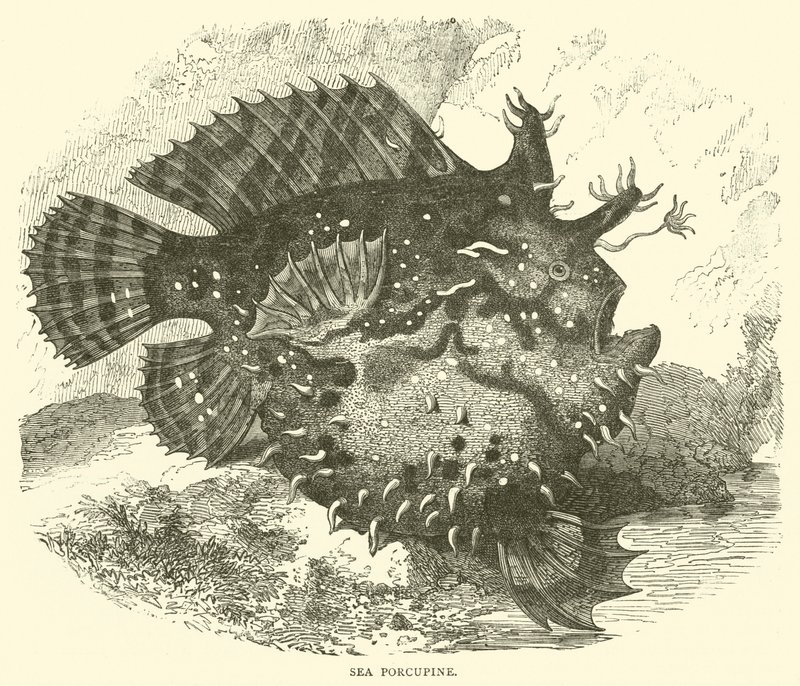 Porc-épic de mer - English School
