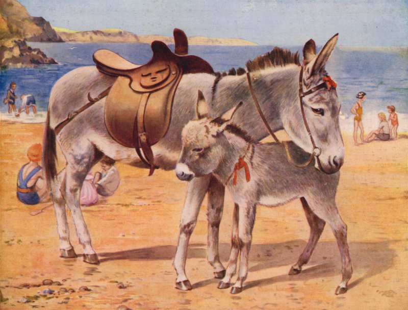 Ânes au bord de la mer - English School