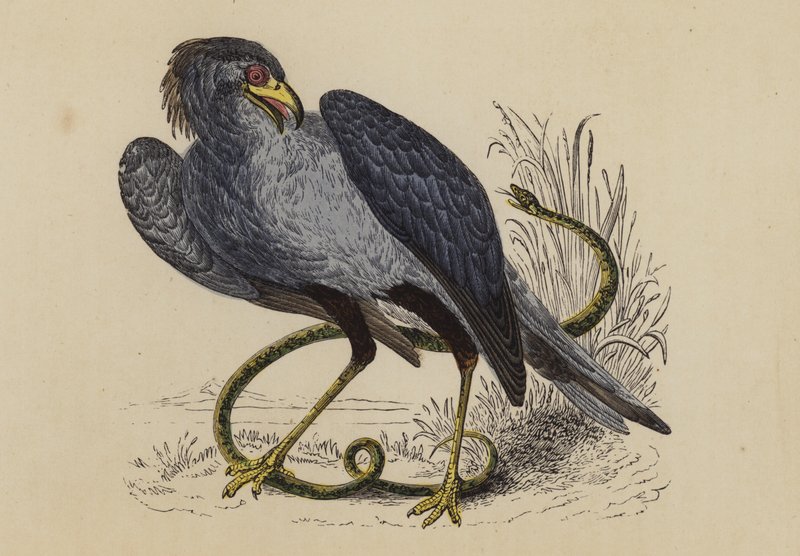 Oiseau secrétaire - English School
