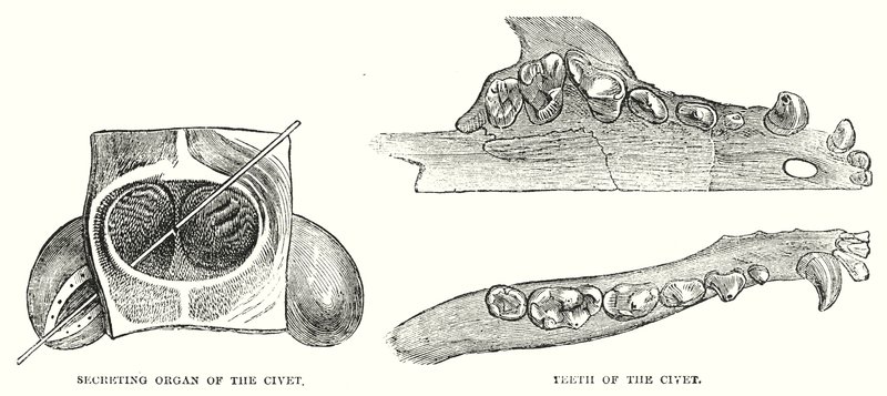 Organe sécréteur de la civette, dents de la civette (gravure) - English School