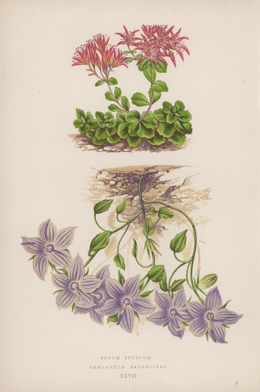 Sedum spurium ; Campanule de Barrelier - English School