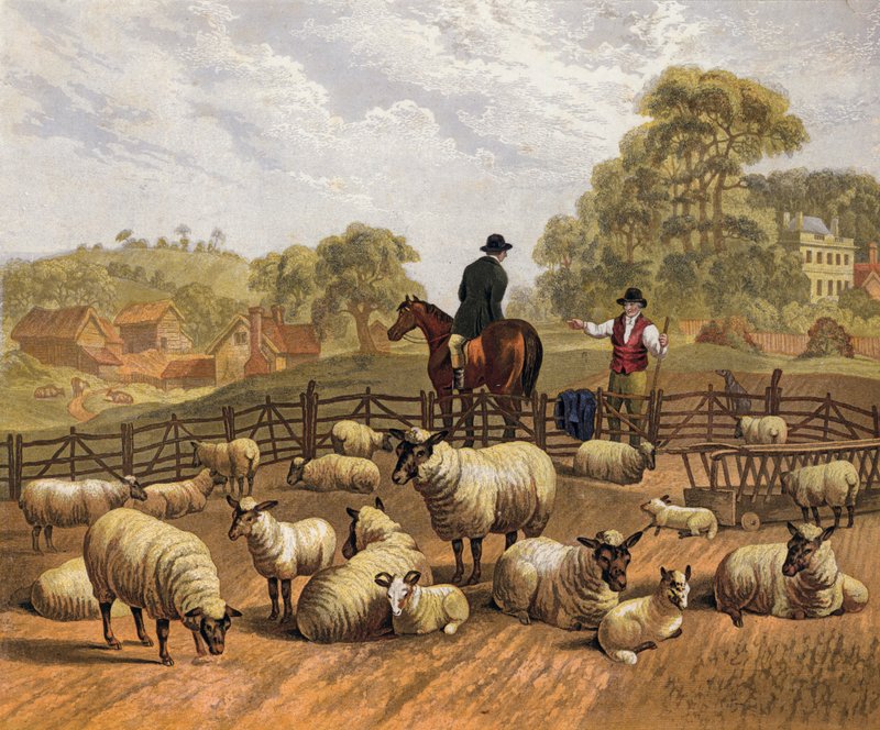 Élevage de moutons - English School