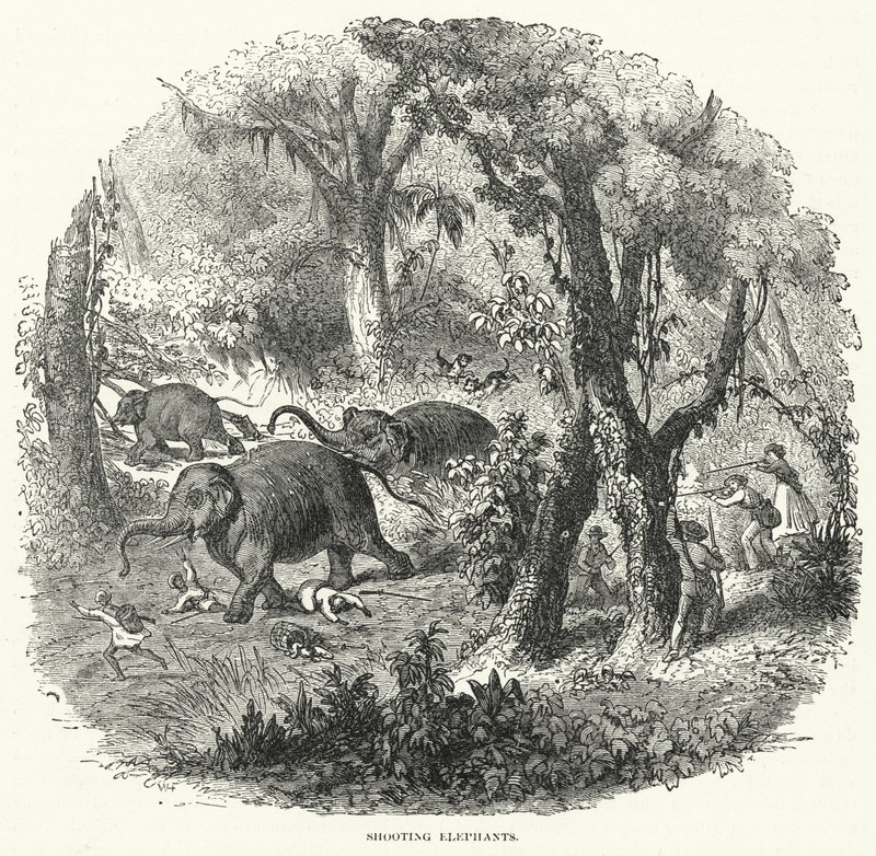 Chasse aux éléphants (gravure) - English School