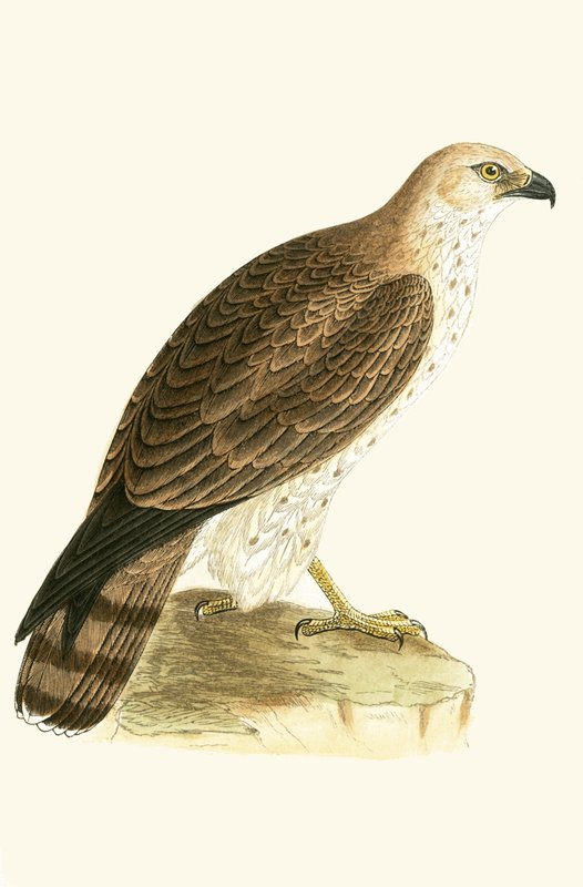 Aigle botté, illustration de 