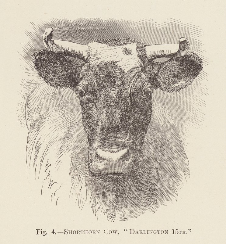 Vache Shorthorn, "Darlington 15e" - English School