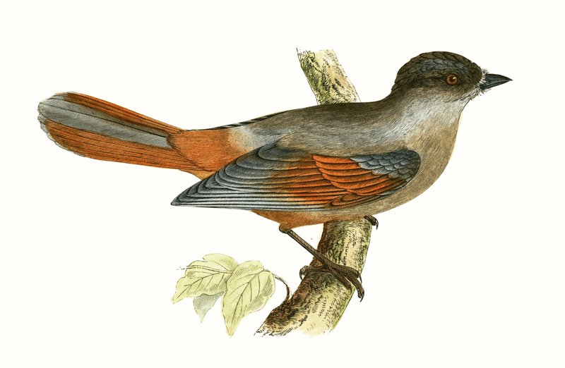 Geai de Sibérie, illustration de 
