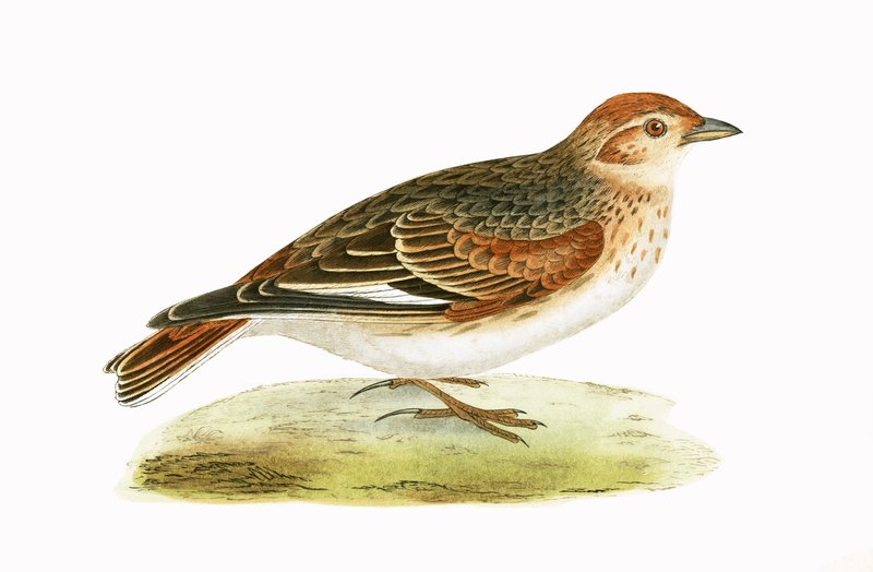 Alouette de Sibérie, illustration de 