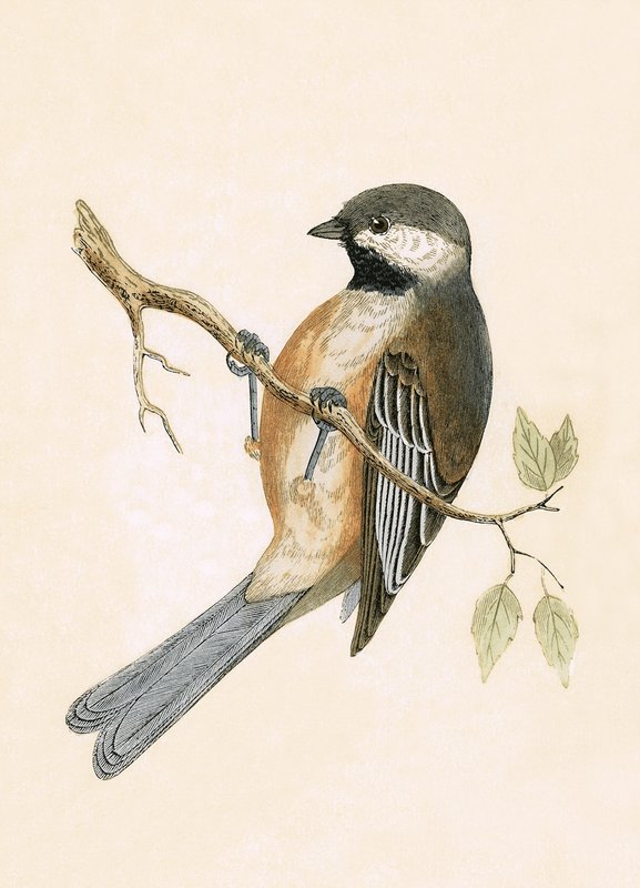 Mésange de Sibérie (illustration de 