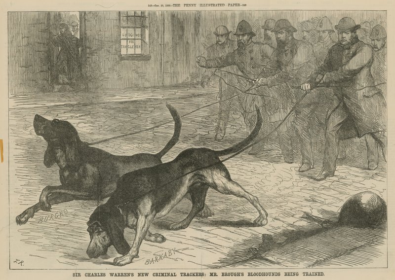 Les nouveaux traqueurs criminels de Sir Charles Warren : les chiens de sang de M. Brough en formation - English School