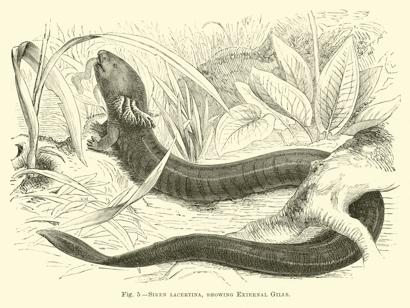 Siren lacertina, montrant des branchies externes - English School