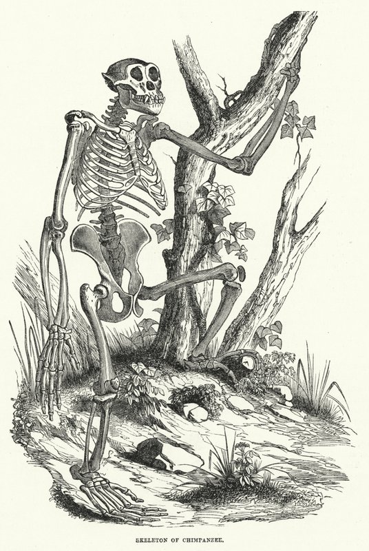 Squelette de chimpanzé (gravure) - English School