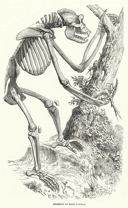 Squelette de gorille mâle (gravure) - English School