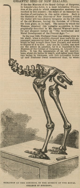 Squelette du dinornis, un oiseau gigantesque de Nouvelle-Zélande - English School