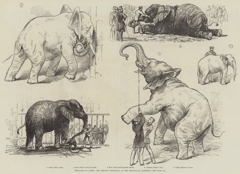 Croquis de Jumbo, l