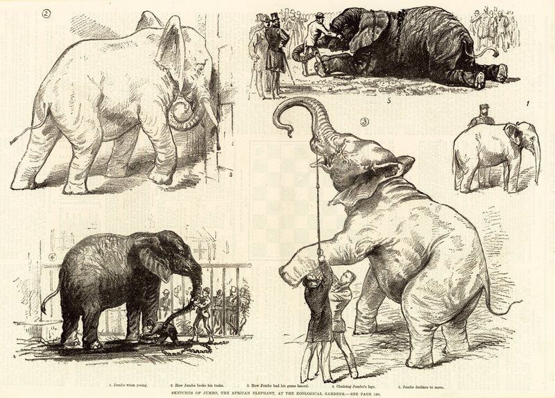 Croquis de Jumbo, l