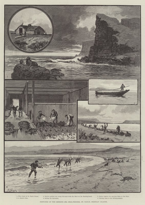 Croquis de la pêche au phoque en mer de Behring, Saint-Paul, Îles Pribylov - English School