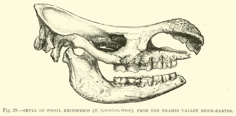 Crâne de rhinocéros fossile (R leptorhinus, Owen), des briqueteries de la vallée de la Tamise - English School