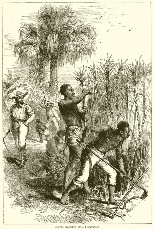 Esclaves travaillant dans une plantation - English School