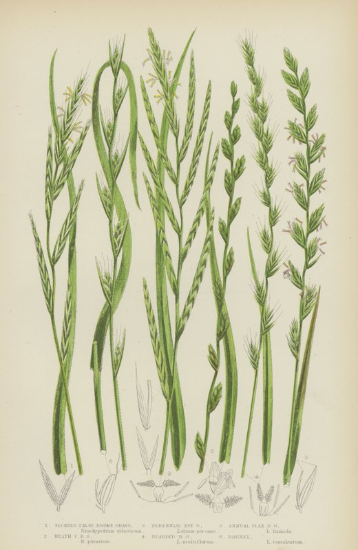 Fausse brome grêle, Fausse brome des bruyères, Ray-grass vivace, Ray-grass barbu - English School