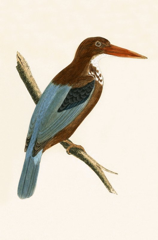 Martin-pêcheur de Smyrne, illustration de 