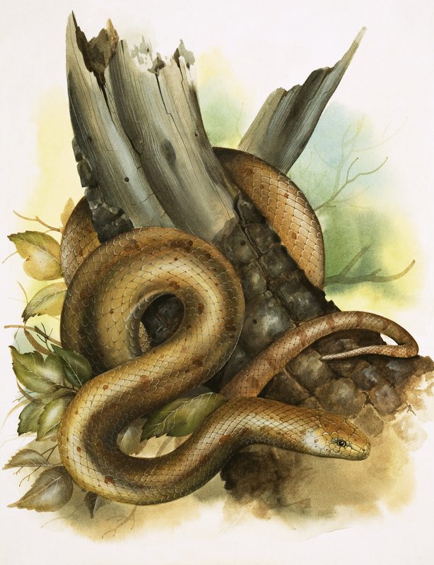 Serpent - English School