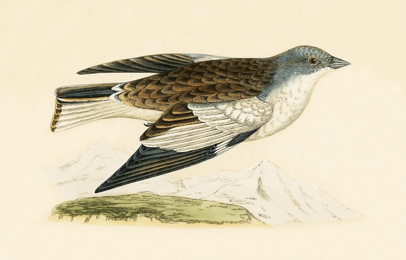 Pinson des neiges, illustration de 