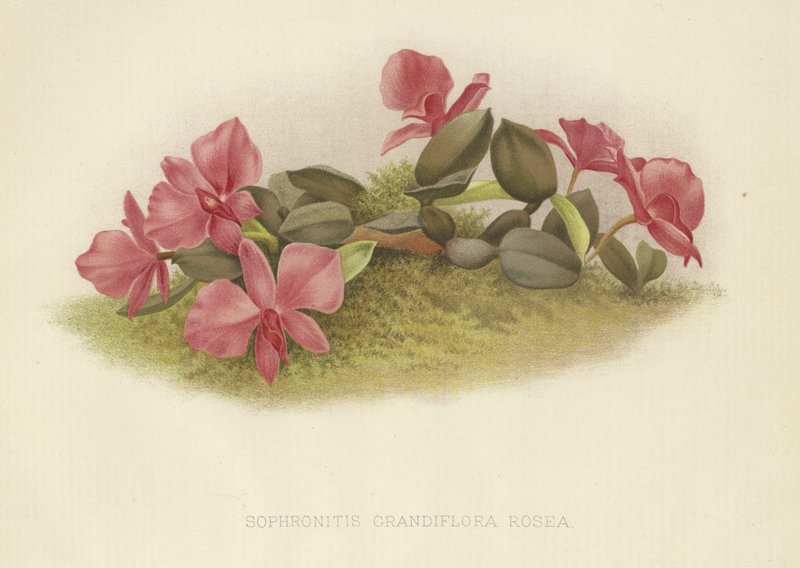Sophronitis grandiflora rosea - English School