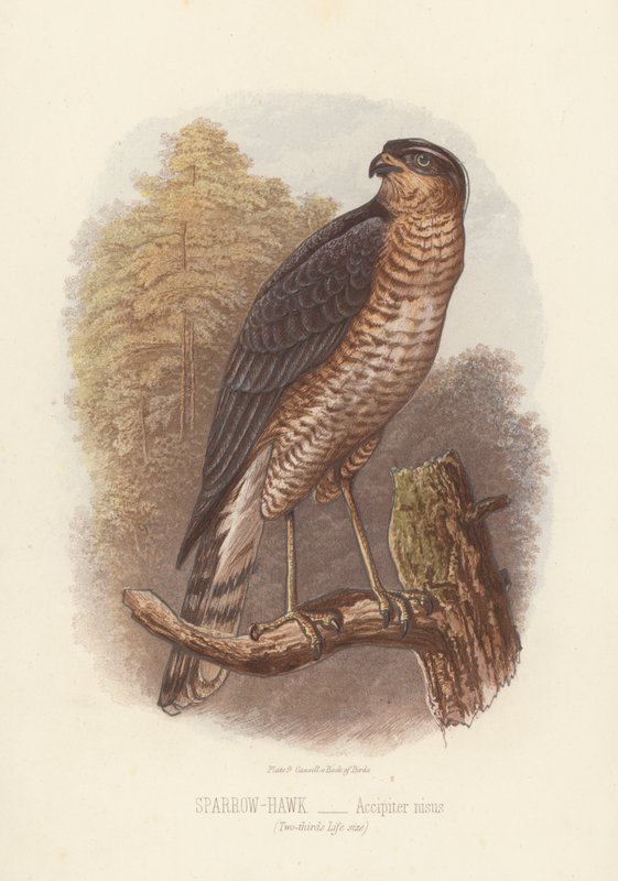 Épervier, Accipiter Nisus (lithographie en couleur) - English School