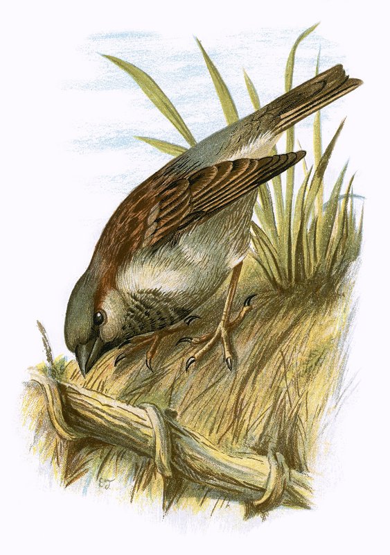 Moineau - English School