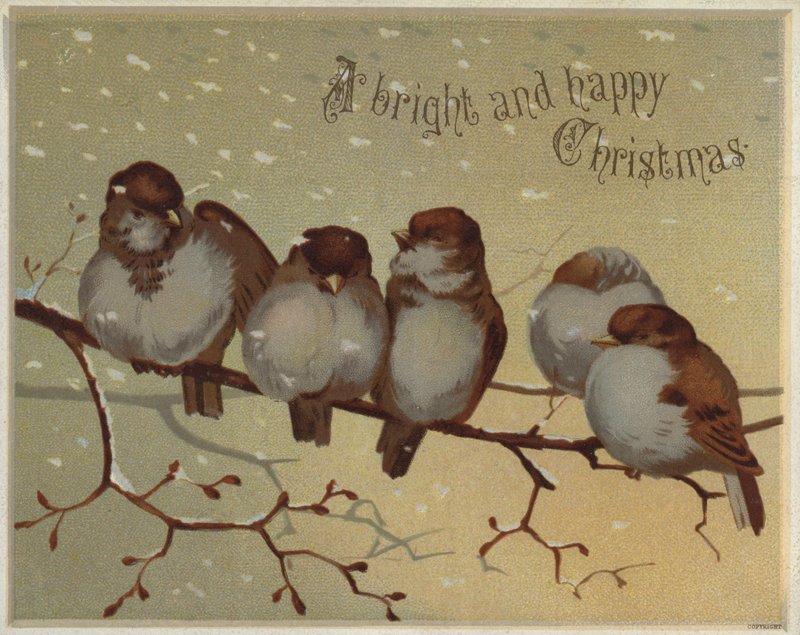 Moineaux perchés sur une branche dans la neige - English School