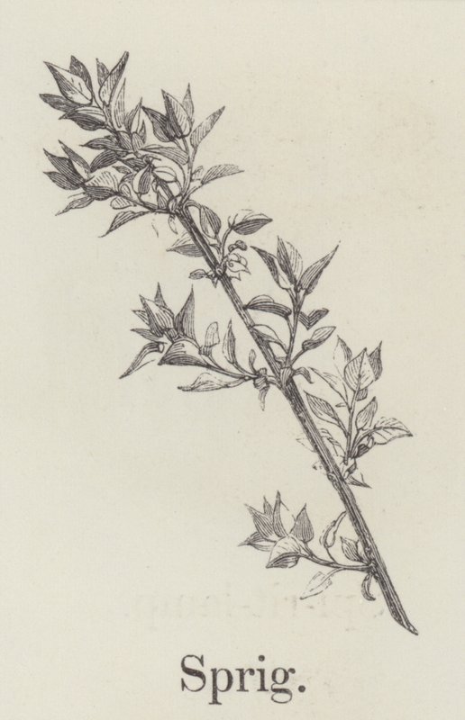 Brindille (gravure) - English School