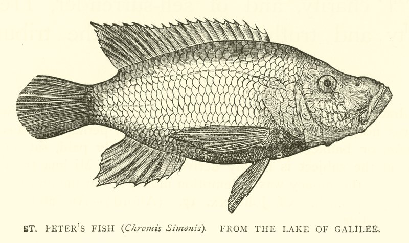 Poisson de Saint Pierre (Chromis Simonis), du lac de Galilée - English School
