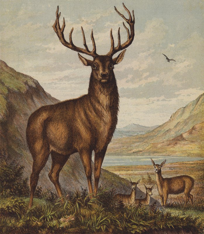 Cerf - English School