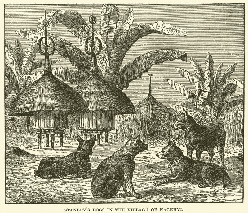 Les chiens de Stanley dans le village de Kagehyi (gravure) - English School