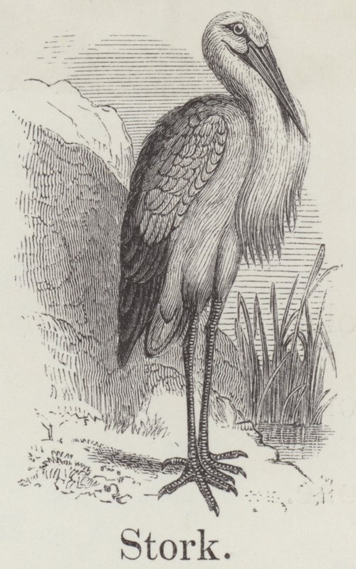 Cigogne (gravure) - English School