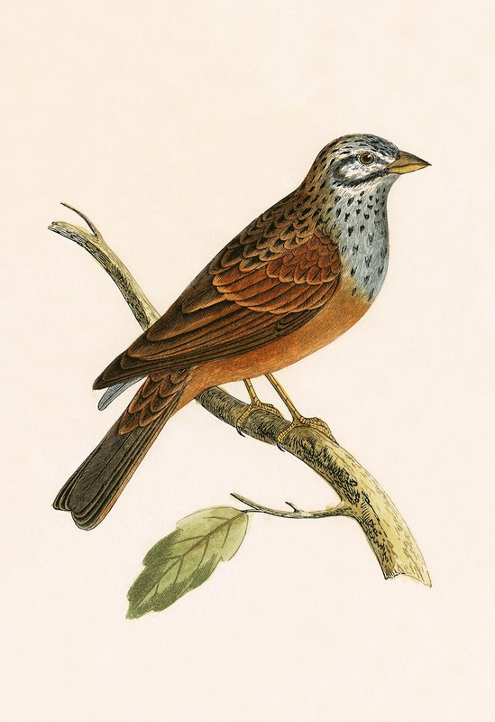 Bruant striolé, illustration de 