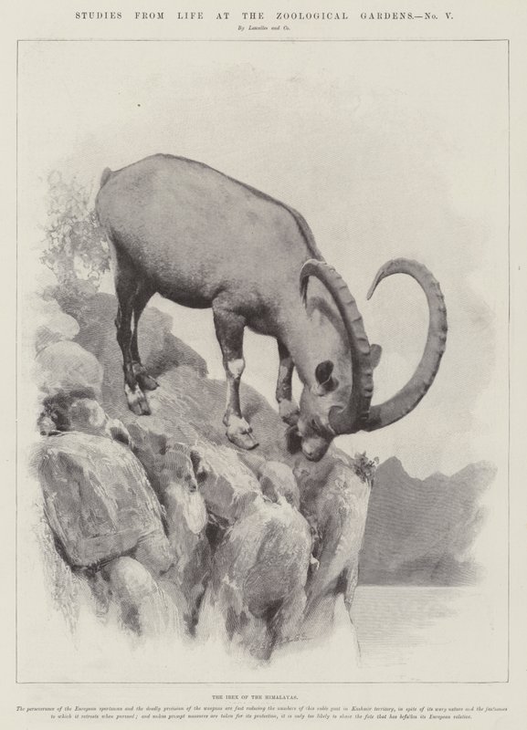 Études de la vie aux jardins zoologiques - English School