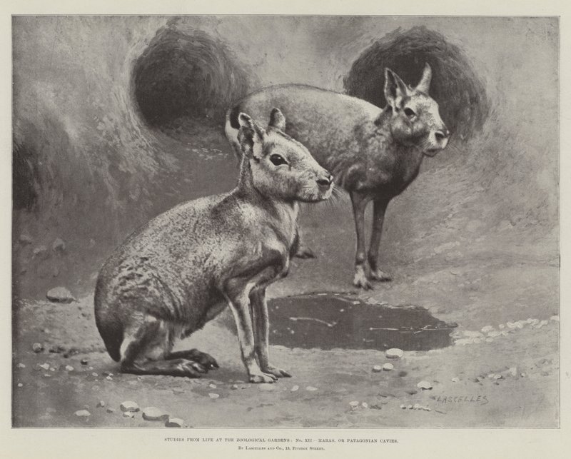 Études de la vie aux jardins zoologiques, maras ou cavies patagoniens - English School
