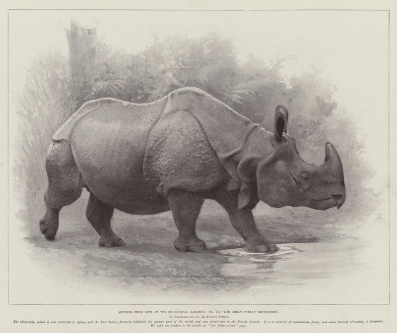 Études de la vie aux jardins zoologiques, le grand rhinocéros indien - English School