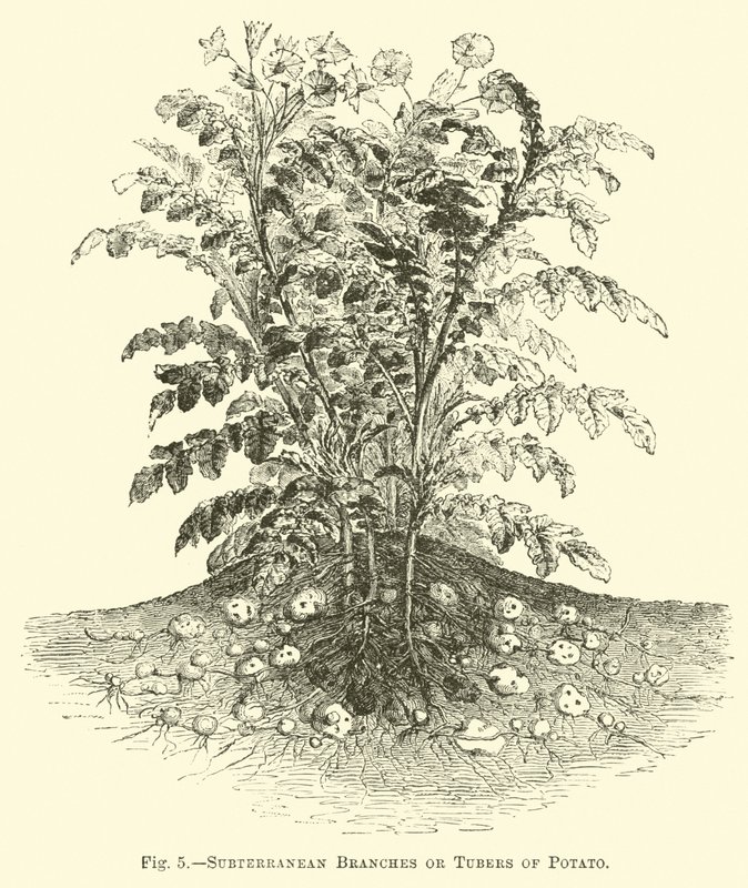 Branches souterraines ou tubercules de pomme de terre - English School