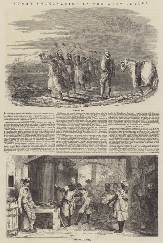 Culture de la canne à sucre aux Antilles (gravure) - English School