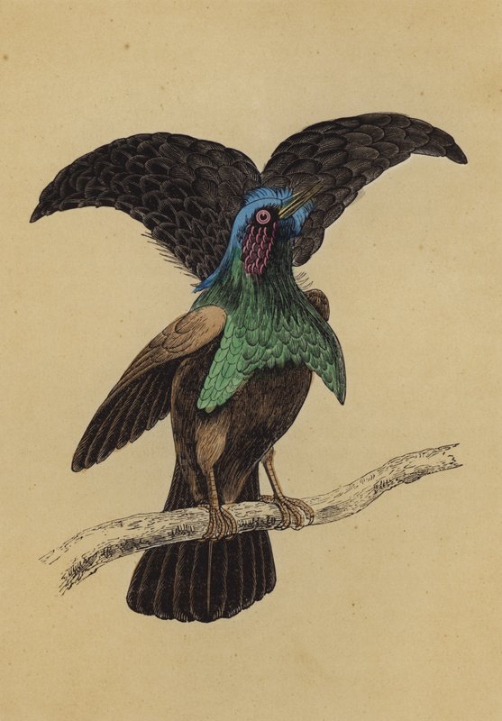Superbe oiseau de paradis - English School
